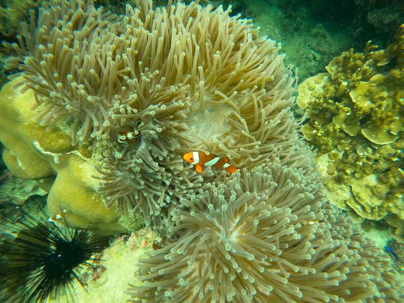 Koh Lanta: Phi Phi Islands Tour w/ Maya Bay, Snorkel & Lunch - Pileh Lagoon and Viking Cave