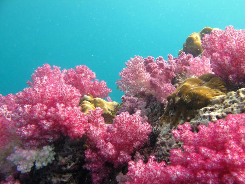 Koh Lipe: 5 Island Snorkeling Trip by Longtail Boat w/ Lunch - Who should book, and who should skip it