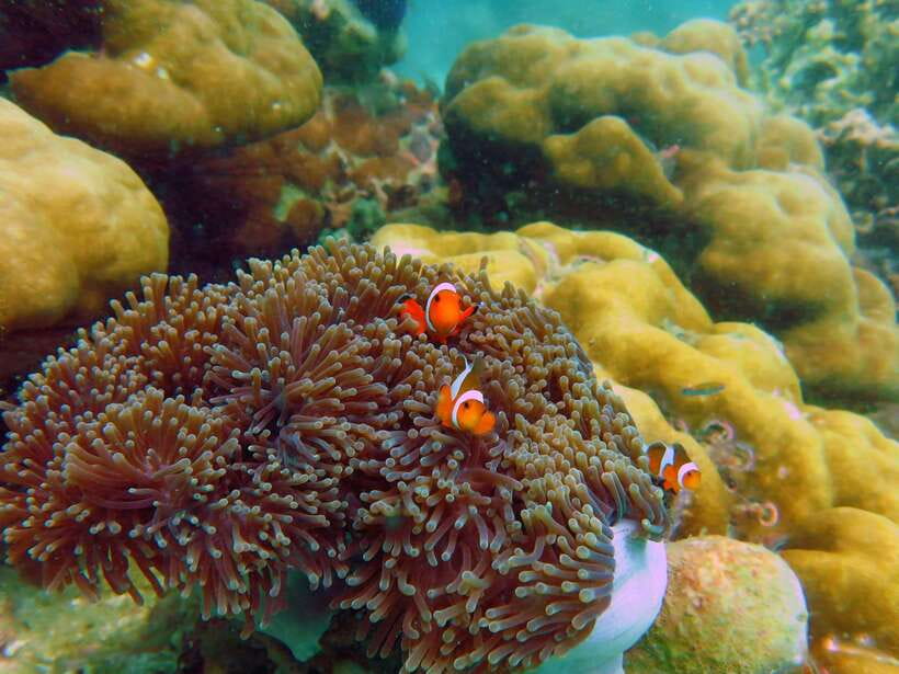 Koh Lipe: 5 Island Snorkeling Trip by Longtail Boat w/ Lunch - What the $22 price really includes