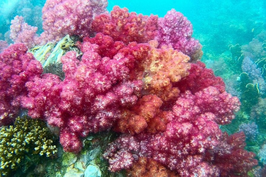 Koh Lipe: Full Day Multi-Island Snorkeling Trip with Lunch - Key points to know before you book