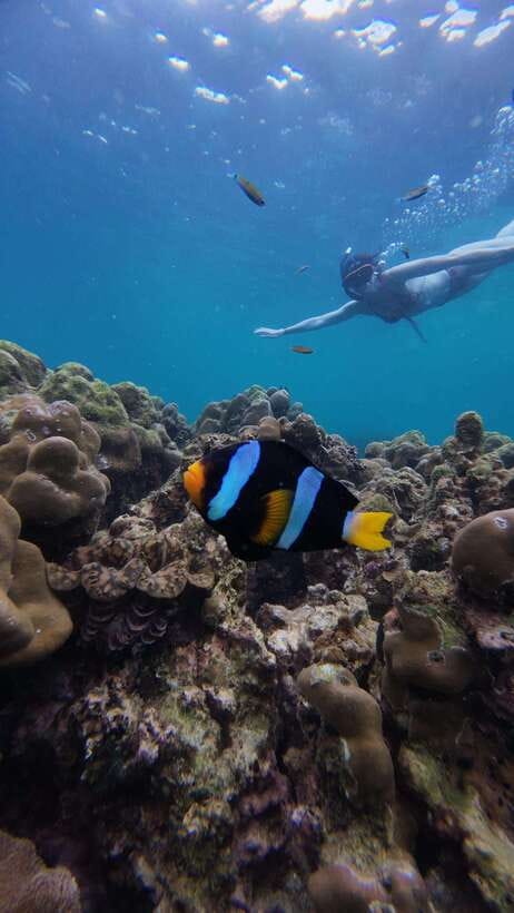 Koh Lipe: Half-Day Snorkeling (Morning/Afternoon/Sunset) - Key points to know before booking