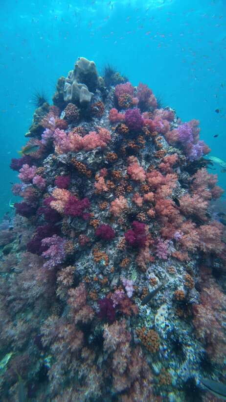Koh Lipe: Half-Day Snorkeling (Morning/Afternoon/Sunset) - Choosing between the three half-day schedules