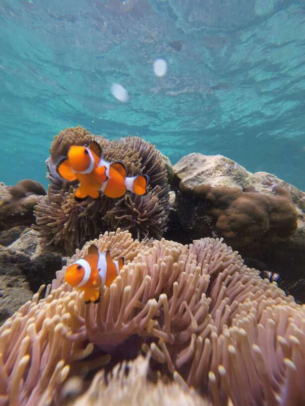 Koh Lipe: Half-Day Snorkeling (Morning/Afternoon/Sunset) - Hin Ngam Island and the black stone beach