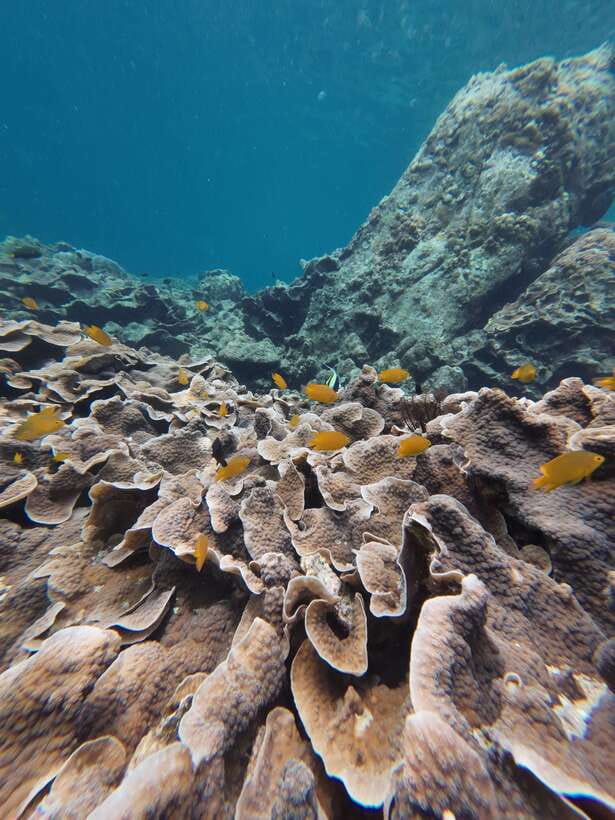 Koh Lipe: Half-Day Snorkeling (Morning/Afternoon/Sunset) - Koh Yang and the shallow reef