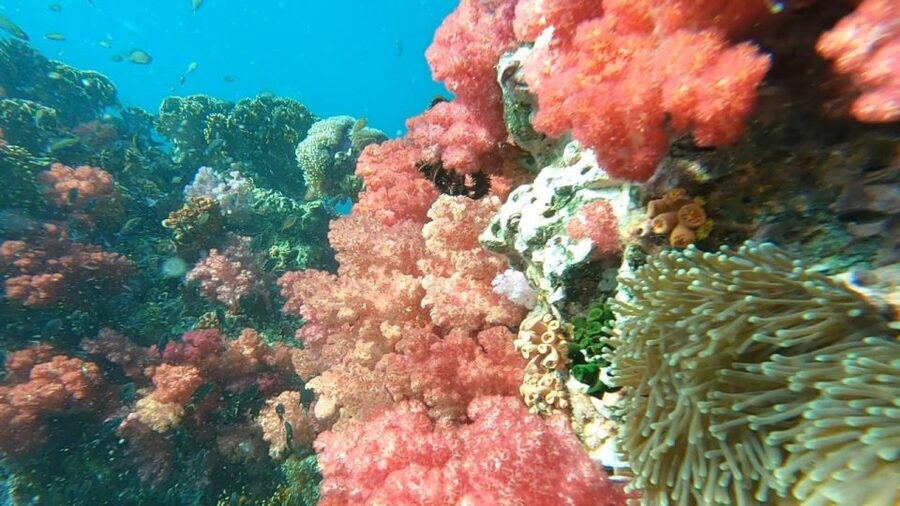 Koh Lipe: Longtail Boat Snorkeling Trip Program A - Why this $19 trip is such good value