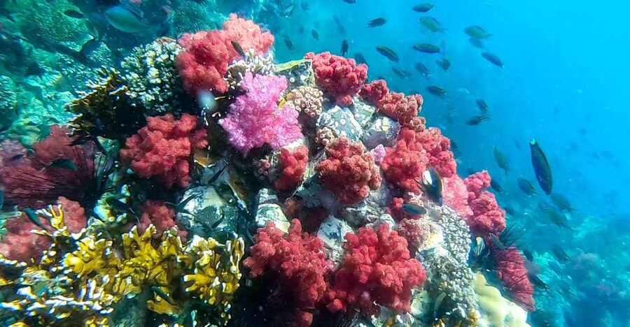 Koh Lipe: Longtail Boat Snorkeling Trip Program A - Hin Ngam’s black stones and checkpoint