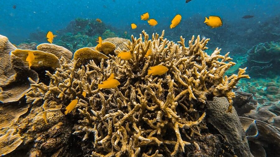 Koh Lipe: Longtail Boat Snorkeling Trip Program A - Koh Yang’s shallow hard-coral gardens