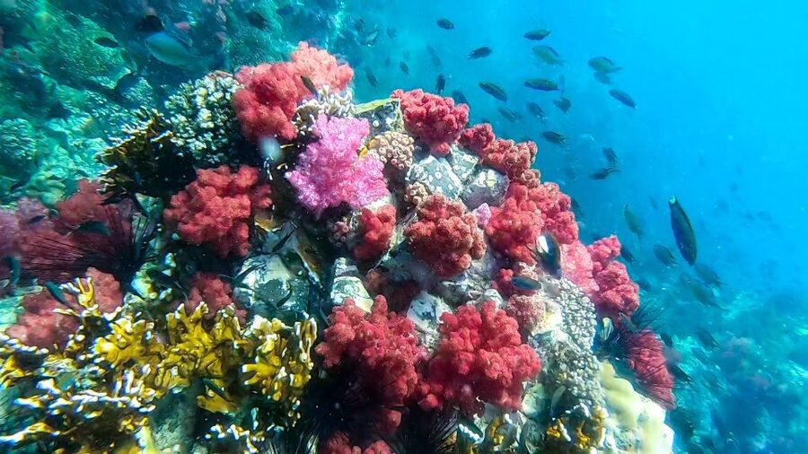 Koh Lipe: Longtail Boat Snorkeling Trip Program A - Adang Island closes the reef circuit