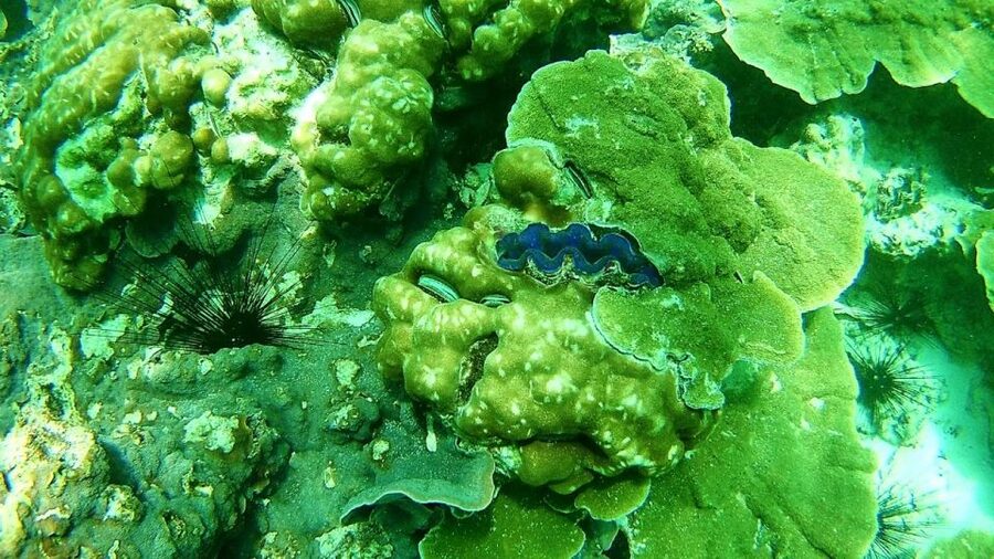 Koh Lipe Snorkeling Trip 6 hours Trip1 - The trip at a glance
