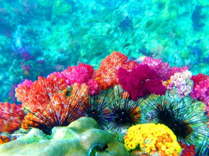 Koh Lipe Snorkeling Trip 6 hours Trip1 - Who should choose this Koh Lipe outing