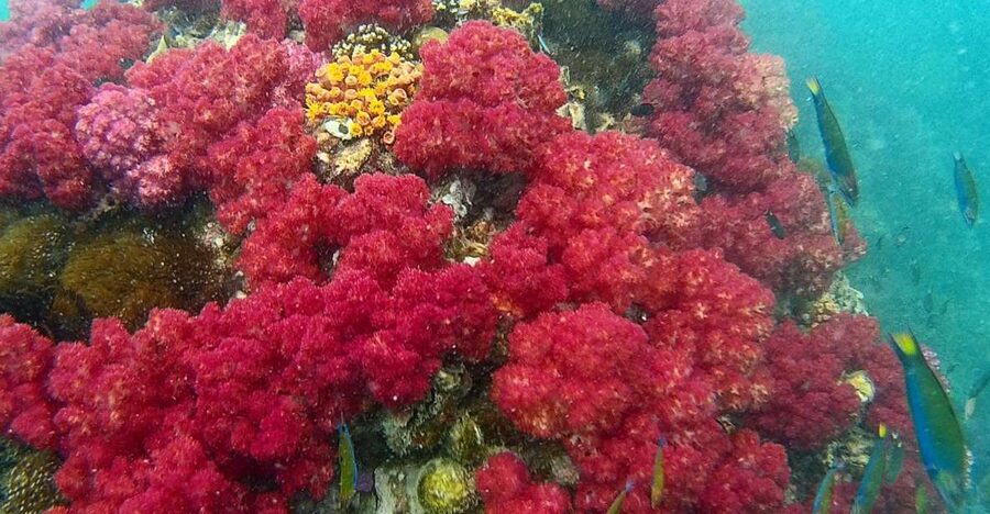 Koh Lipe Snorkeling Trip 6 hours Trip1 - Rawi Island brings the lunch break