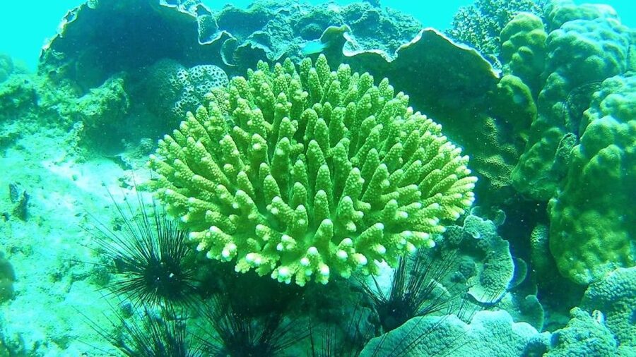 Koh Lipe Snorkeling Trip 6 hours Trip1 - Koh Yang offers calmer coral viewing