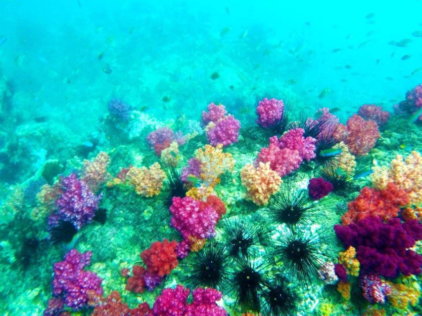 Koh Lipe Snorkeling Trip 6 hours Trip1 - Jabang Channel and the seven-colored coral