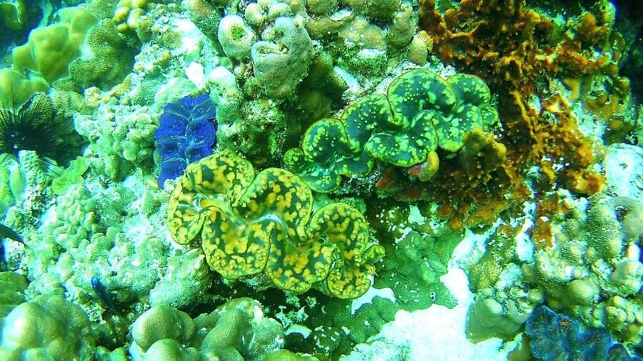 Koh Lipe Snorkeling Trip 6 hours Trip1 - The real value at $22