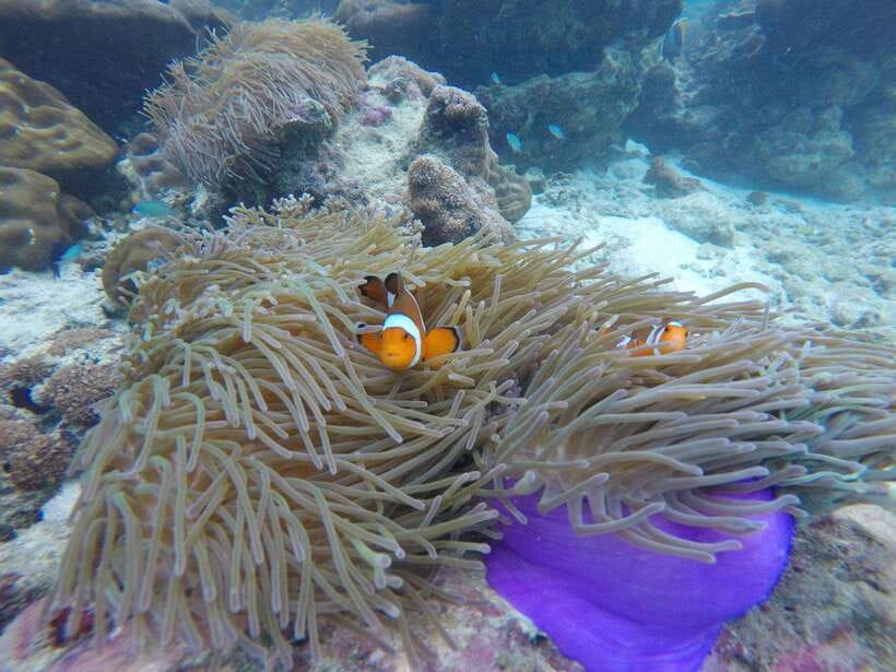 Koh Phi Phi: Maya Bay Private Longtail Boat Tour - Key points before you book