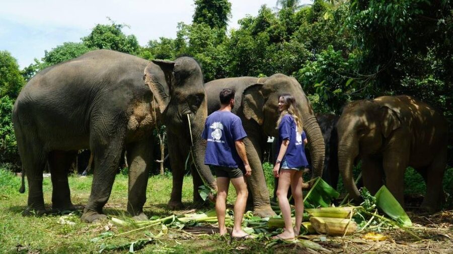 Koh Samui: 4x4 Sightseeing Safari & Elephant Sanctuary Tour - Why This Tour Works for First-Time Samui Visitors