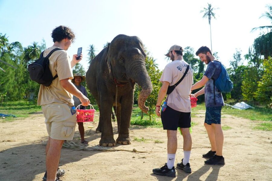 Koh Samui: 4x4 Sightseeing Safari & Elephant Sanctuary Tour - Hotel Pickup Sets the Day’s Rhythm