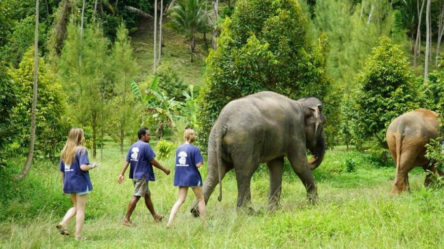 Koh Samui: 4x4 Sightseeing Safari & Elephant Sanctuary Tour - Wat Teepangkorn and the Golden Buddha