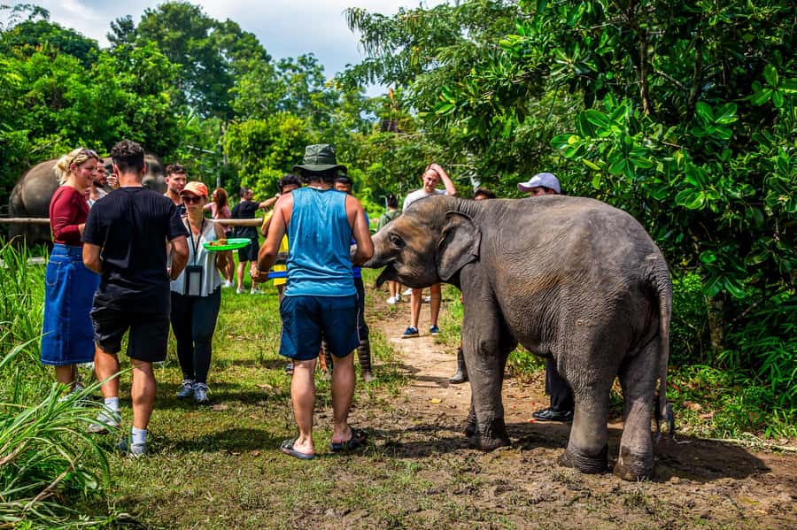 Koh Samui: Elephant Sanctuary and Jungle Tour with Lunch - The day at a glance