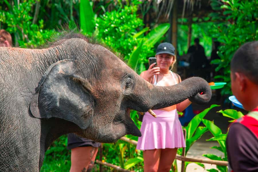 Koh Samui: Elephant Sanctuary and Jungle Tour with Lunch - Feeding elephants at I Love Elephant Samui