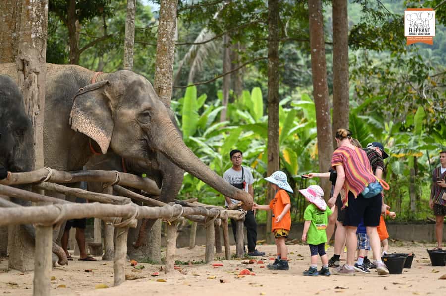 Koh Samui: Elephant Sanctuary Entry and Feeding Experience - Key points to know before you go
