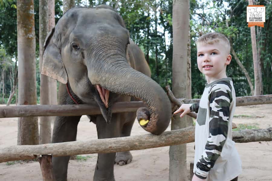 Koh Samui: Elephant Sanctuary Entry and Feeding Experience - Practical tips for a better visit