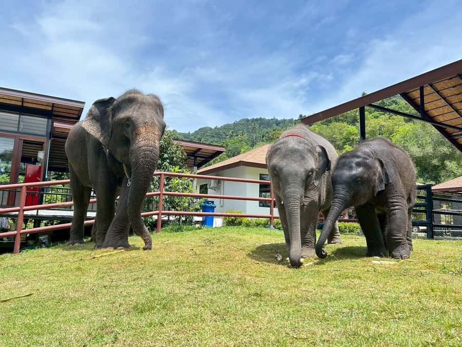 Koh Samui: Half-Day Island Highlights Tour with Hotel Pickup - The Big Buddha at Wat Phra Yai