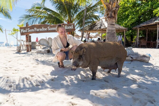 Koh Samui: Island Hopping Adventure in Coral and Pig Island - Why this island trip is worth your day
