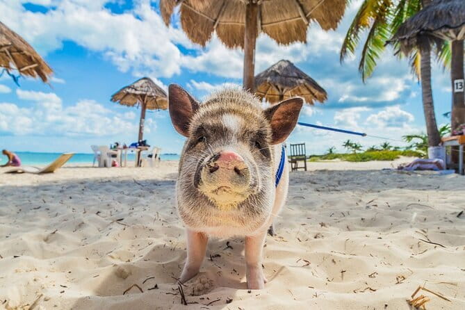 Koh Samui: Island Hopping Adventure in Coral and Pig Island - Meeting the pigs on Koh Madsum