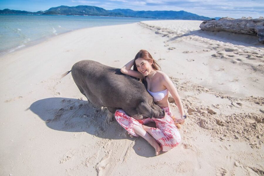 Koh Samui: Pig Island & Koh Tan Snorkeling by Speed boat - Koh Tan lunch and a quieter island hour