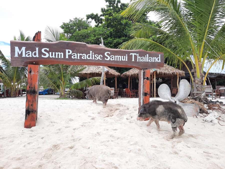 Koh Samui: Sunset Pig Island and Snorkeling Koh Tan w/Dinner - Sunset From the Boat