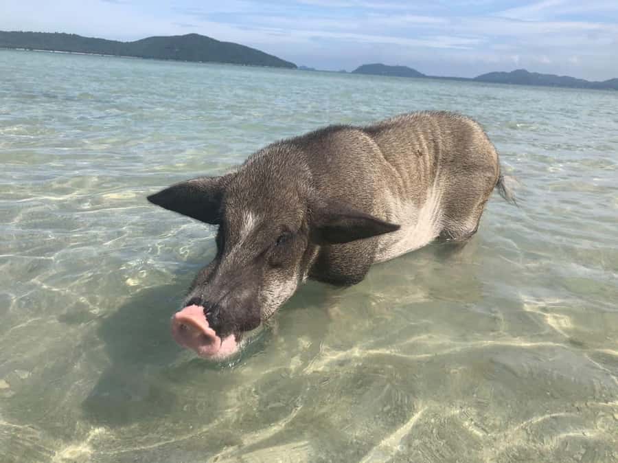 Koh Samui: Sunset Pig Island and Snorkeling Koh Tan w/Dinner - Speedboat to Koh Tan