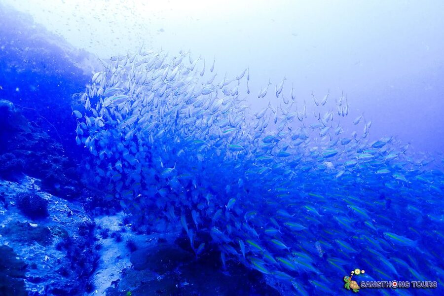 Koh Tao: Islands Snorkeling Highlights Day Tour & Lunch - Who should book this tour?