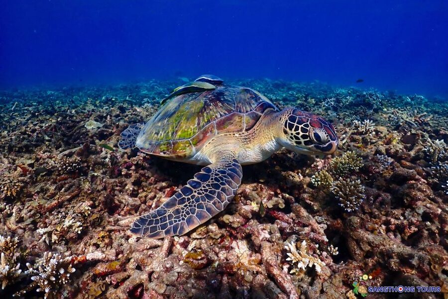 Koh Tao: Islands Snorkeling Highlights Day Tour & Lunch - What the $27 price really buys