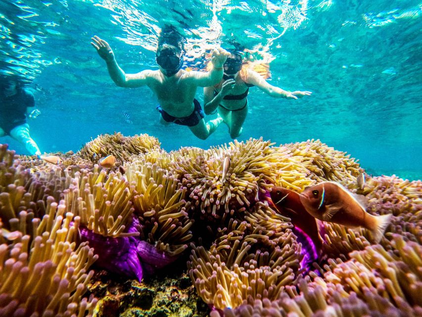 Koh Tao: Koh Nangyuan and the Hidden Bays Trip by the Oxygen - Mango Bay, where coral takes center stage