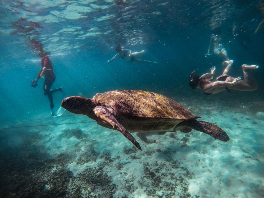 Koh Tao: Koh Nangyuan and the Hidden Bays Trip by the Oxygen - Ao Hin Wong and schools of fish