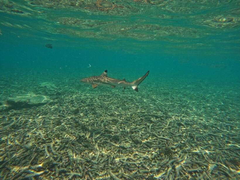 Koh Tao: Koh Nangyuan & Hidden Bays Snorkeling Tour w/ Lunch - Shark Bay: the most exciting final stop