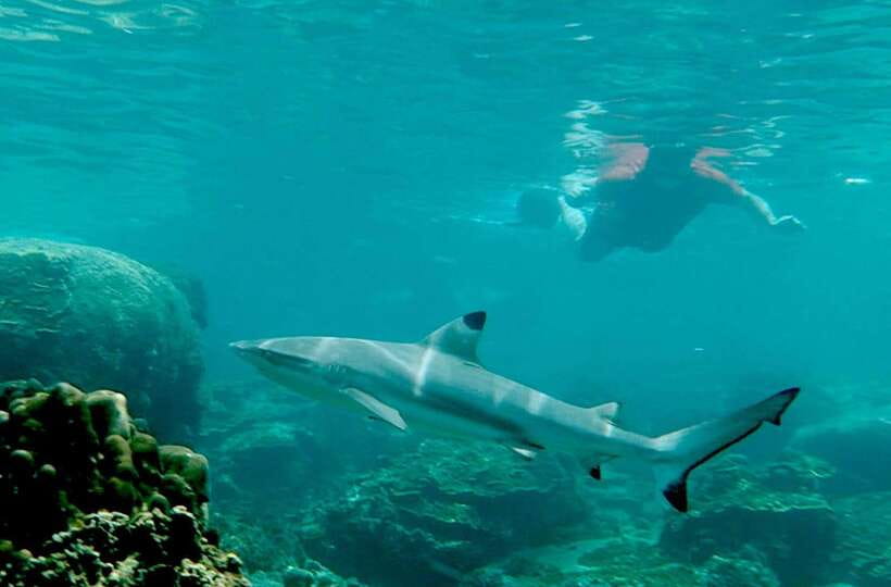 Koh Tao: Premium Snorkel Tour to Koh Nangyuan Bays by Oxygen - Lunch, Drinks, and the Premium Price