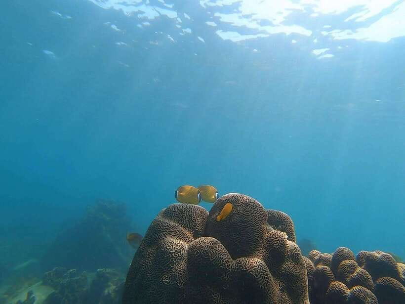 Koh Tao: Premium Snorkel Tour to Koh Nangyuan Bays by Oxygen - Koh Nangyuan Comes First