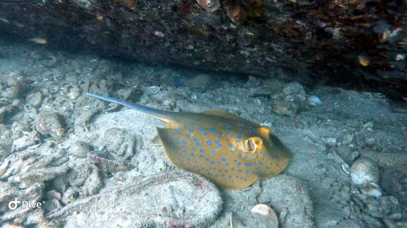 Koh Tao: Snorkeling and Sunset Tour - Key points before you book