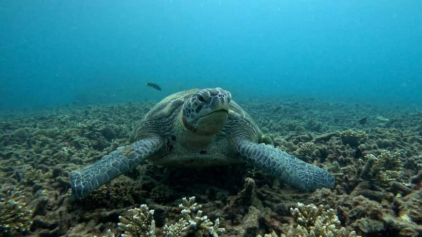 Koh Tao: Snorkeling and Sunset Tour - Two snorkeling stops around Koh Tao