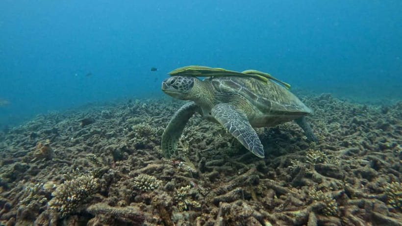 Koh Tao: Snorkeling and Sunset Tour - A small boat with a calmer mood