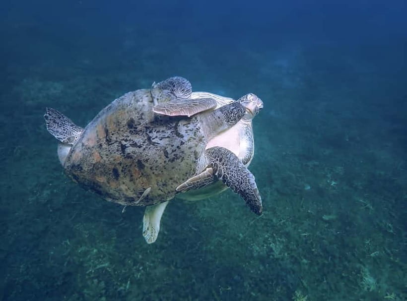 Koh Tao: Snorkeling Trip to Nang Yuan Island & Hidden Bays - Who should book, and who should skip it