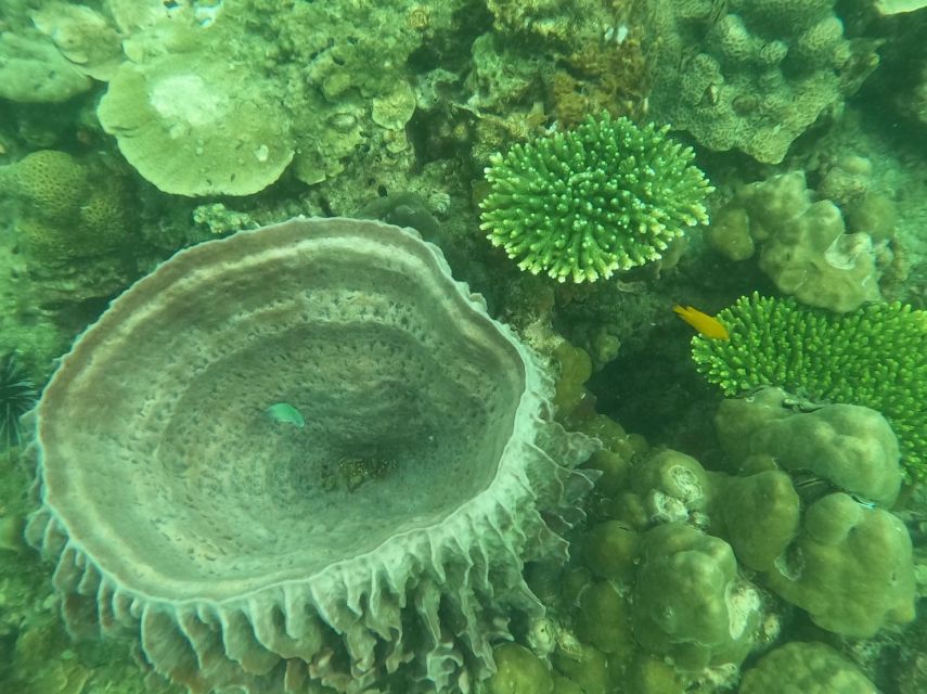 Krabi: 4 Islands & Krabi's Separated Sea Longtail Boat Tour - What the $25 Krabi island tour really offers