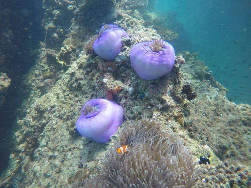 Krabi: 7 Islands Sunset Tour with Buffet Dinner & Snorkeling - Koh Tan Ming, the small-islet snorkel