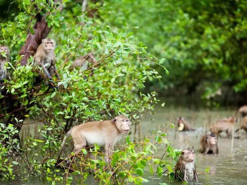 Krabi: Ao Thalane Mangrove Kayaking with Extras - Key points at a glance
