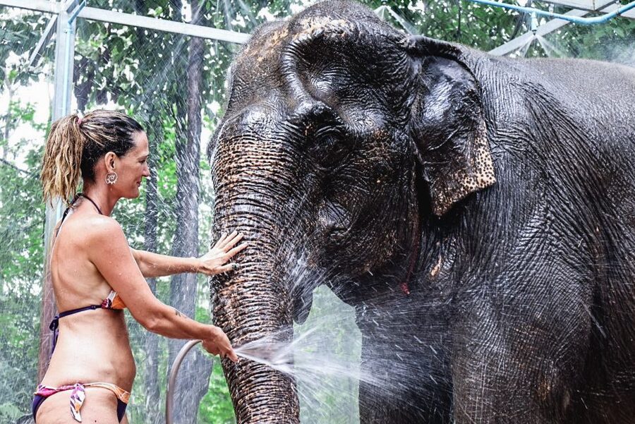 Krabi: Elephant Bathing Session at Krabi Elephant Shelter - A quick rinse and a chance to dry off