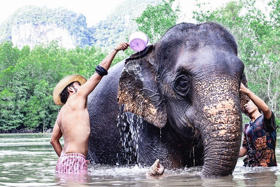 Krabi: Elephant Bathing Session at Krabi Elephant Shelter - Hotel pickup and meeting points around Krabi