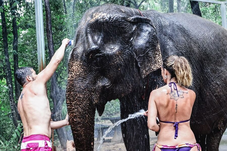 Krabi: Elephant Bathing Session at Krabi Elephant Shelter - What the $48 price really covers