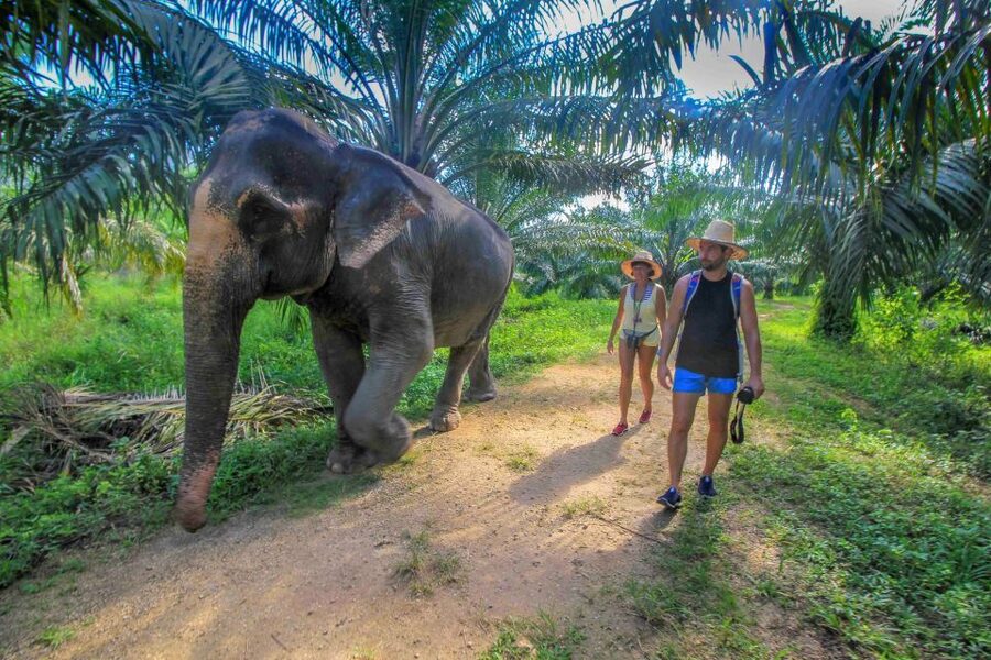 Krabi: Elephant Care House Guided Tour with Hotel Transfers - Mud bath, skin scrubbing, and swimming with elephants